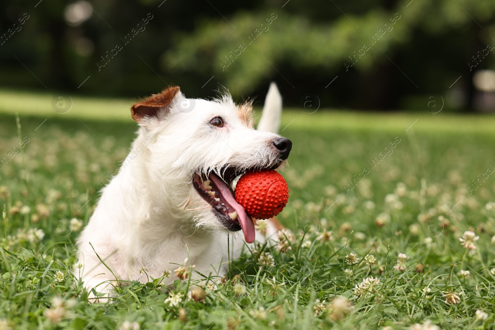 Photo of Cute dog playing with toy outdoors. Active pet