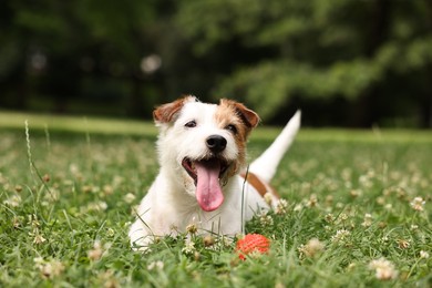 Photo of Cute dog playing with toy outdoors. Active pet