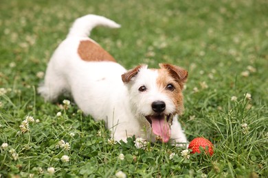 Photo of Cute dog playing with toy outdoors. Active pet