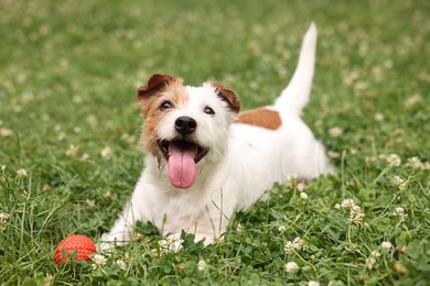 Cute dog playing with toy outdoors. Active pet