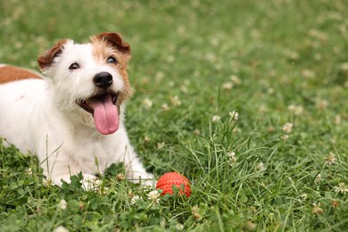 Photo of Cute dog playing with toy outdoors, copy space text. Active pet