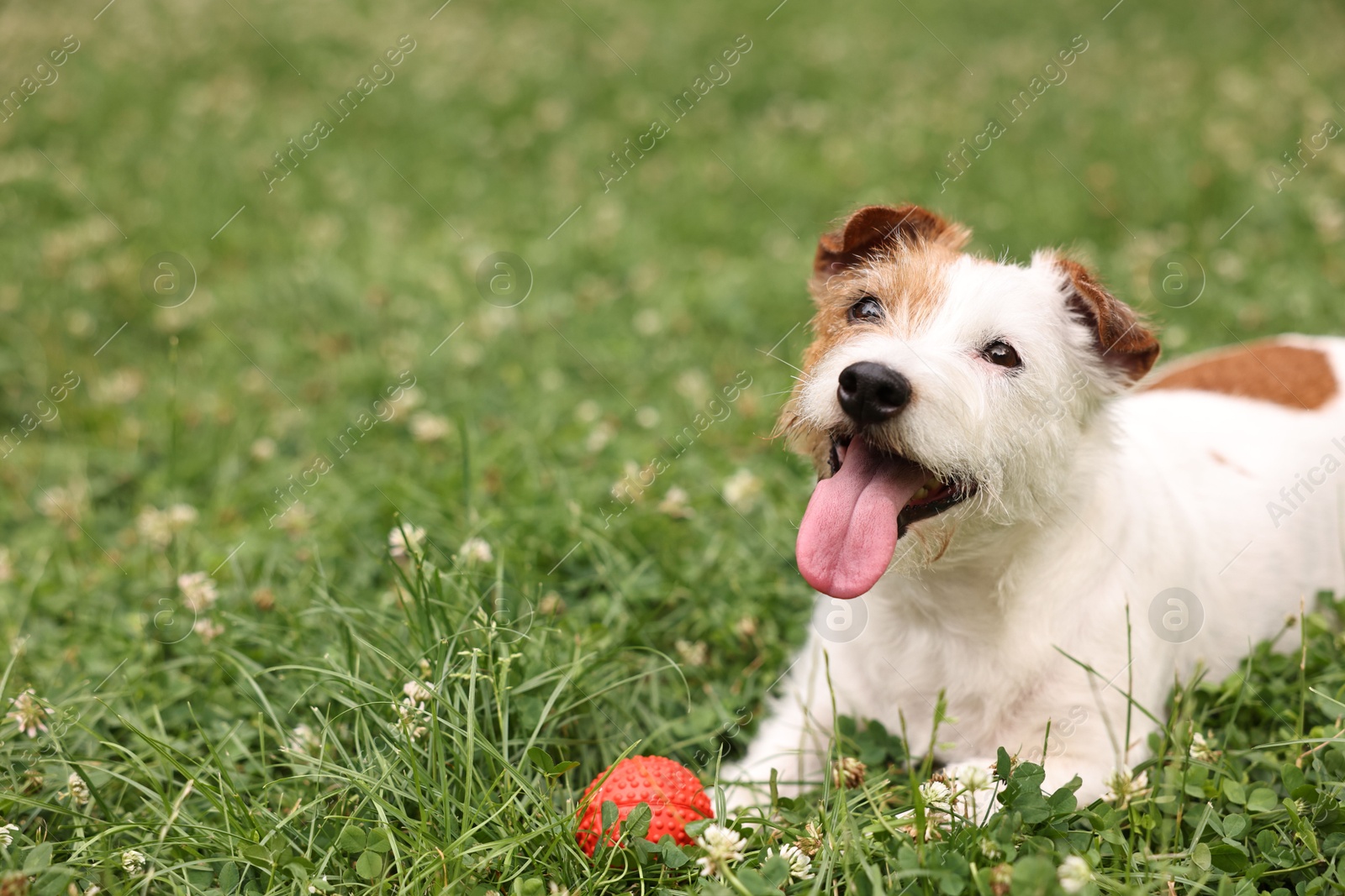 Photo of Cute dog playing with toy outdoors, copy space text. Active pet