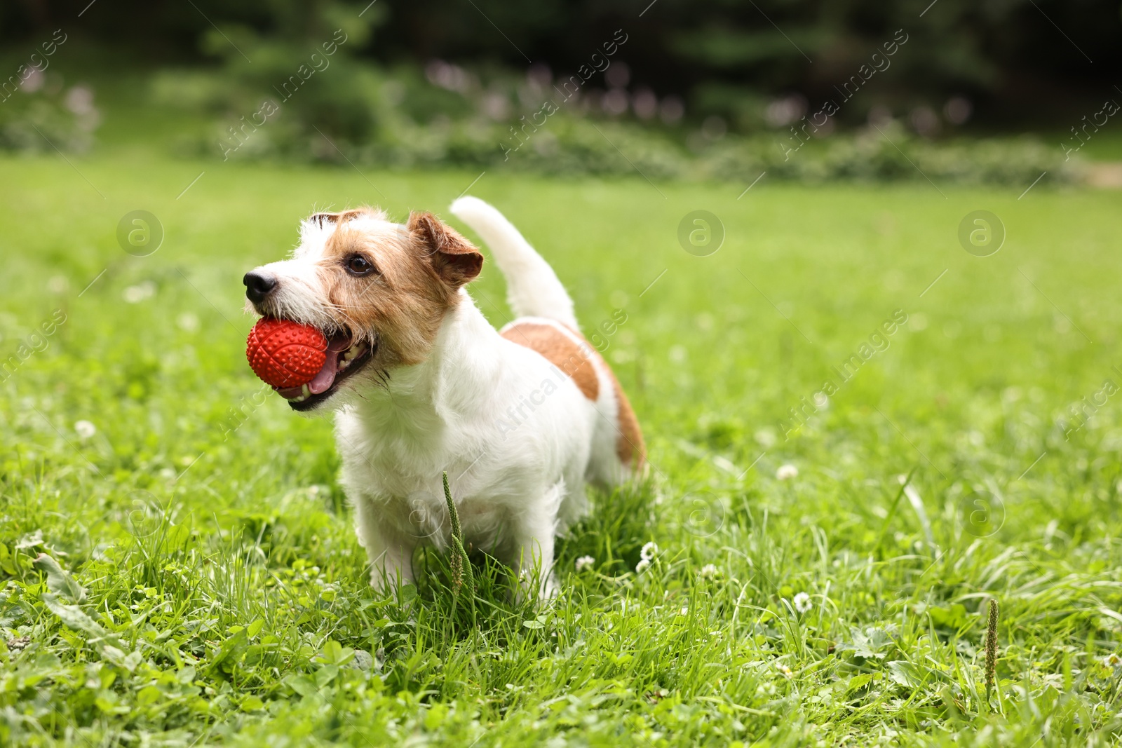 Photo of Cute dog playing with toy outdoors. Active pet