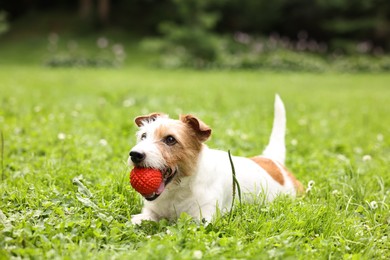 Cute dog playing with toy outdoors. Active pet