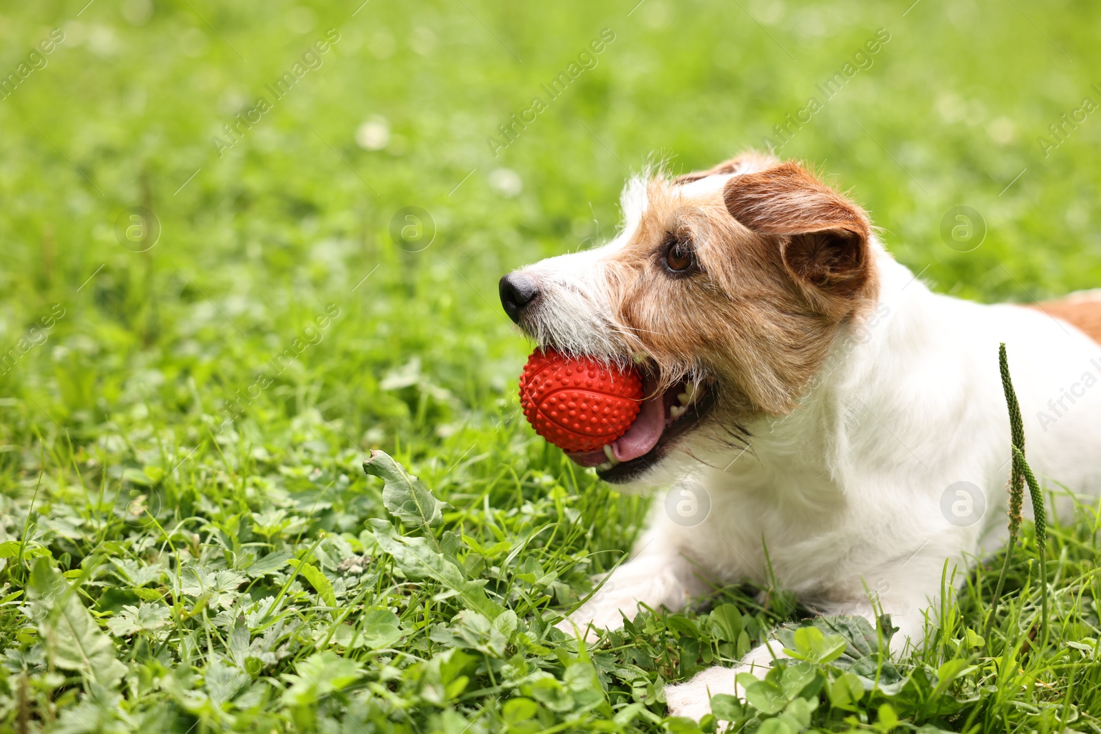 Photo of Cute dog playing with toy outdoors. Active pet