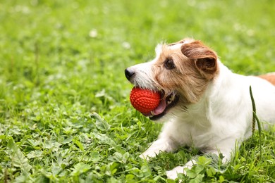 Photo of Cute dog playing with toy outdoors. Active pet