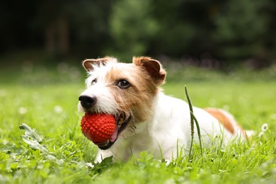 Photo of Cute dog playing with toy outdoors. Active pet