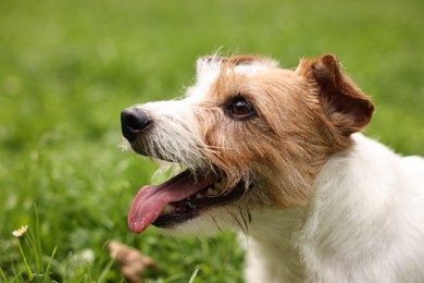 Photo of Cute Jack Russell Terrier dog outdoors. Lovely pet