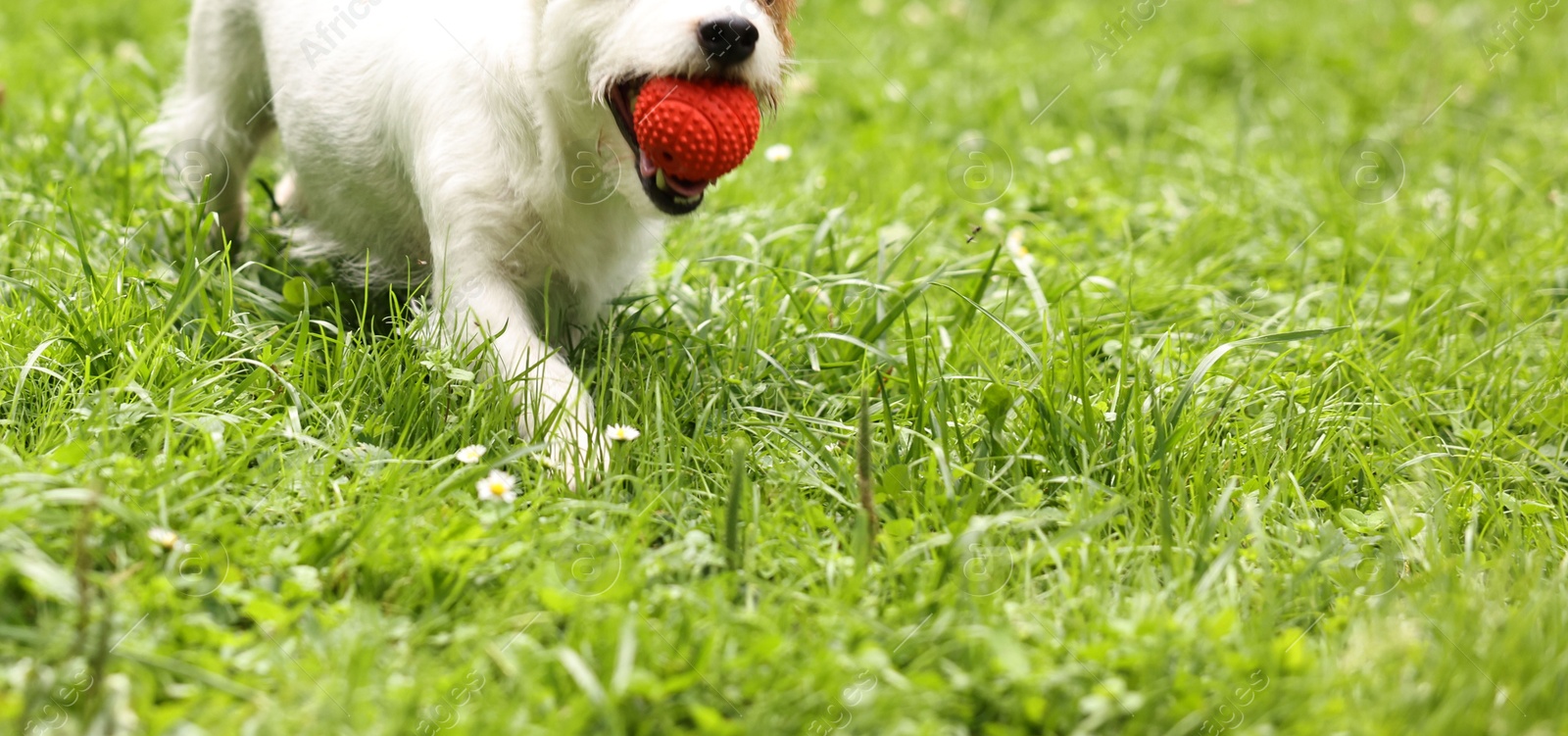 Photo of Cute dog playing with toy outdoors. Active pet