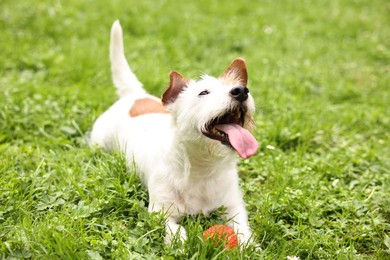 Photo of Cute dog playing with toy outdoors. Active pet