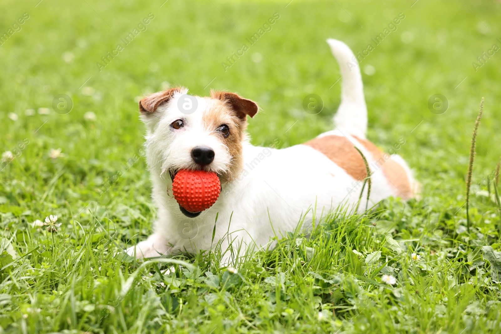 Photo of Cute dog playing with toy outdoors. Active pet