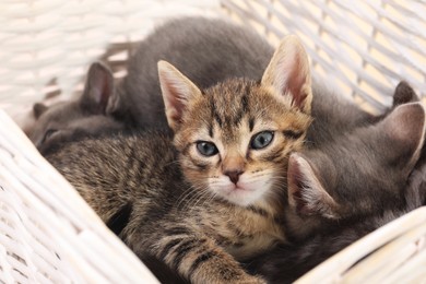 Photo of Cute fluffy kittens in basket. Baby animals