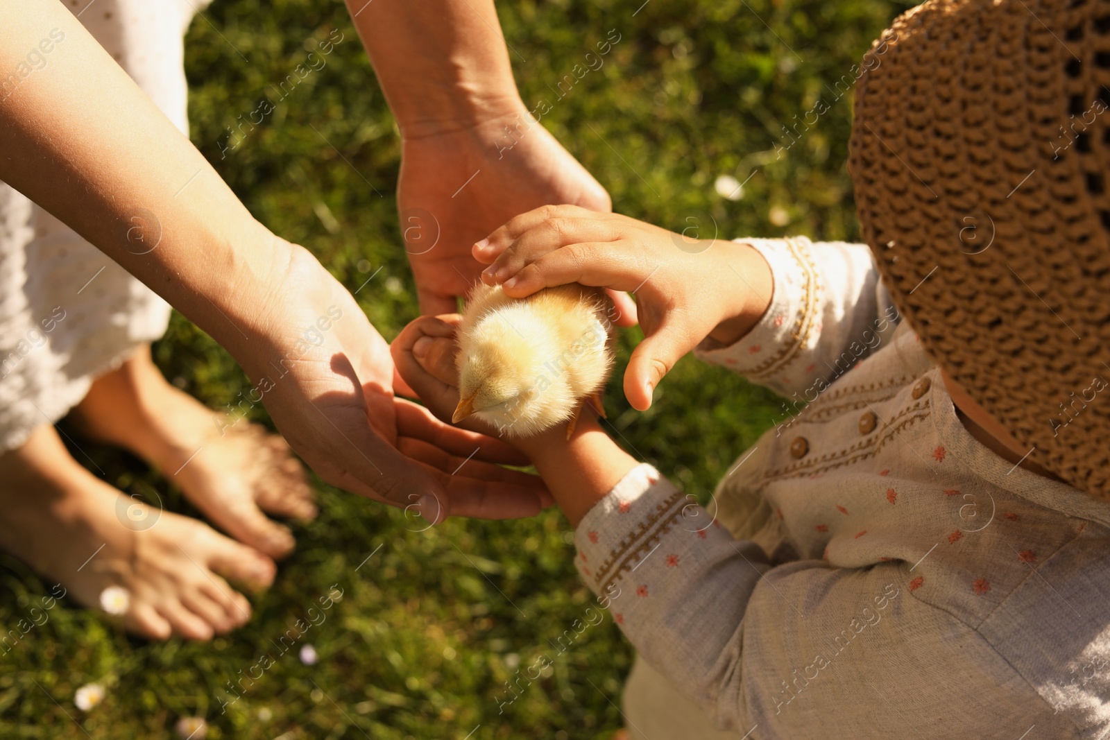 Photo of Mother and her little daughter with cute chick on sunny day, closeup