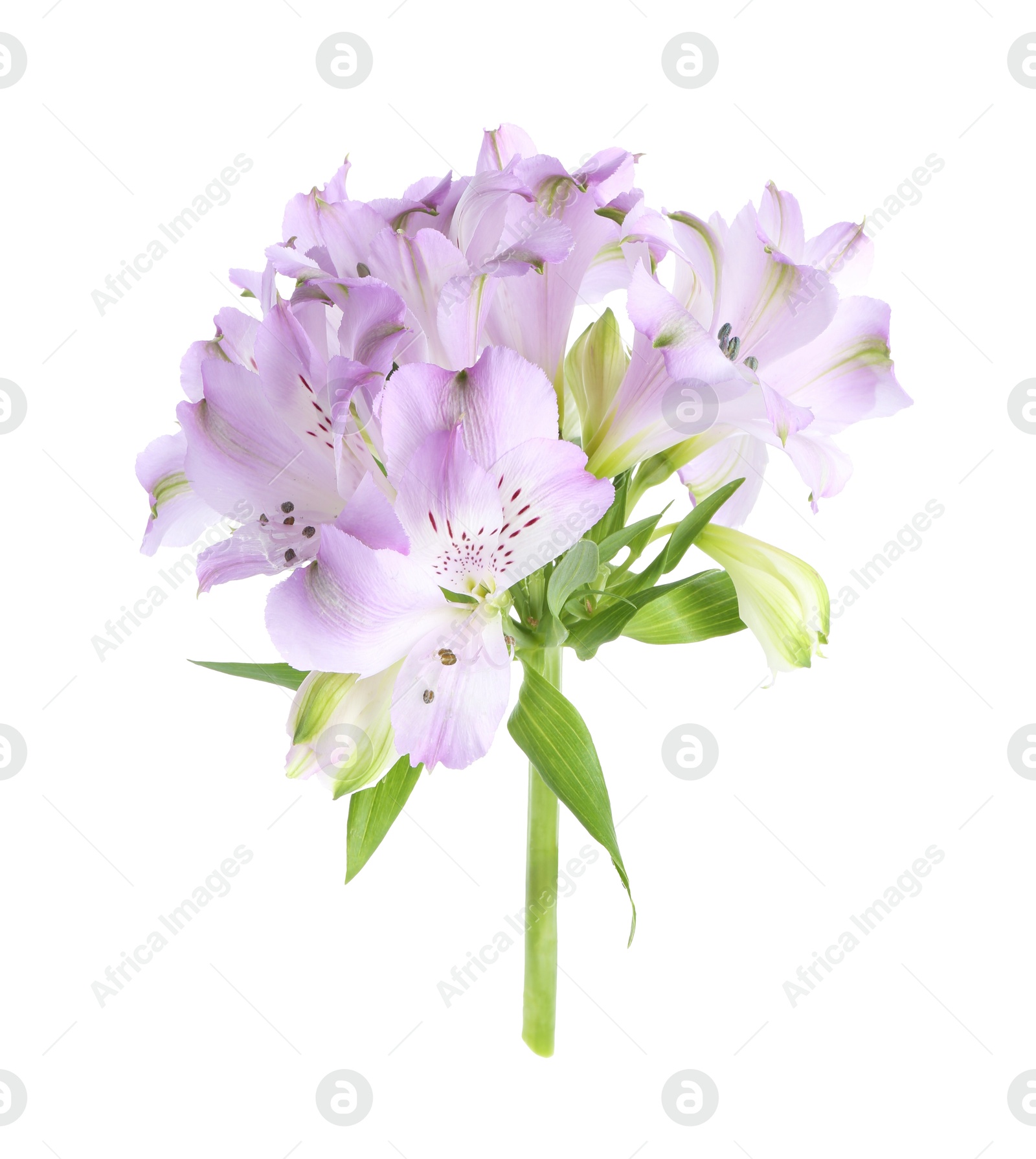 Photo of Beautiful violet alstroemeria flowers isolated on white