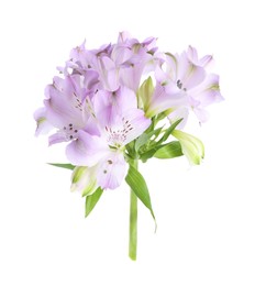 Photo of Beautiful violet alstroemeria flowers isolated on white