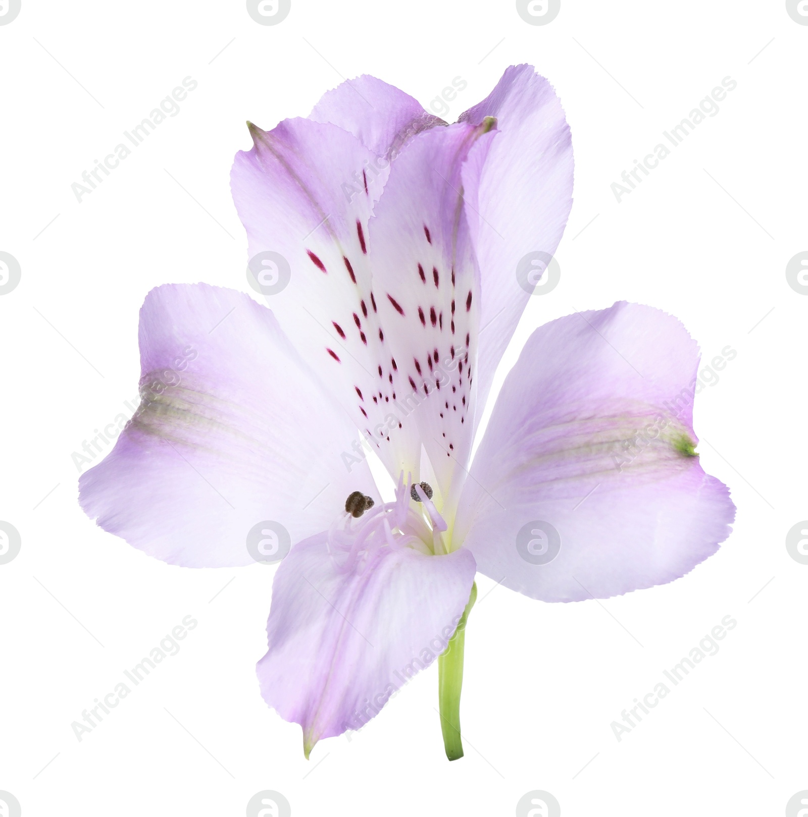 Photo of Beautiful violet alstroemeria flower isolated on white