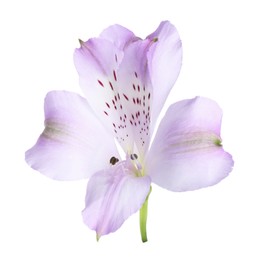 Photo of Beautiful violet alstroemeria flower isolated on white