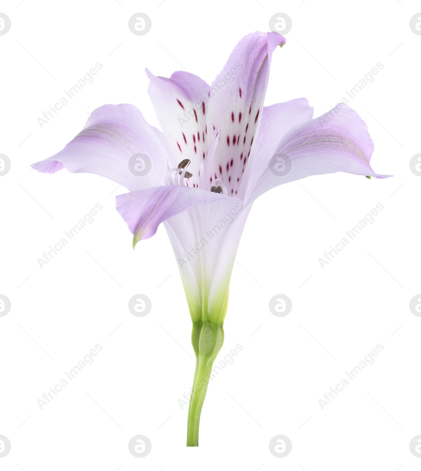 Photo of Beautiful violet alstroemeria flower isolated on white