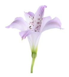 Photo of Beautiful violet alstroemeria flower isolated on white