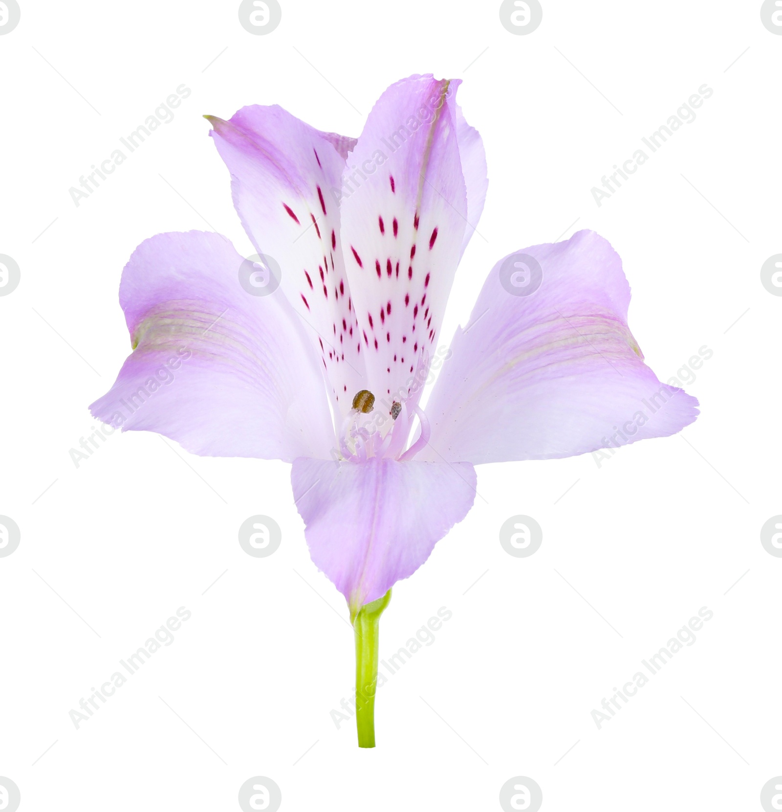 Photo of Beautiful violet alstroemeria flower isolated on white