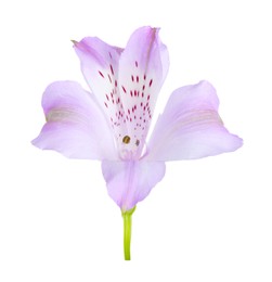 Photo of Beautiful violet alstroemeria flower isolated on white