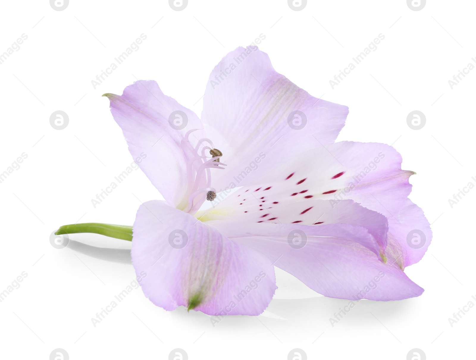 Photo of Beautiful violet alstroemeria flower isolated on white