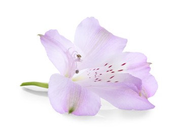 Photo of Beautiful violet alstroemeria flower isolated on white