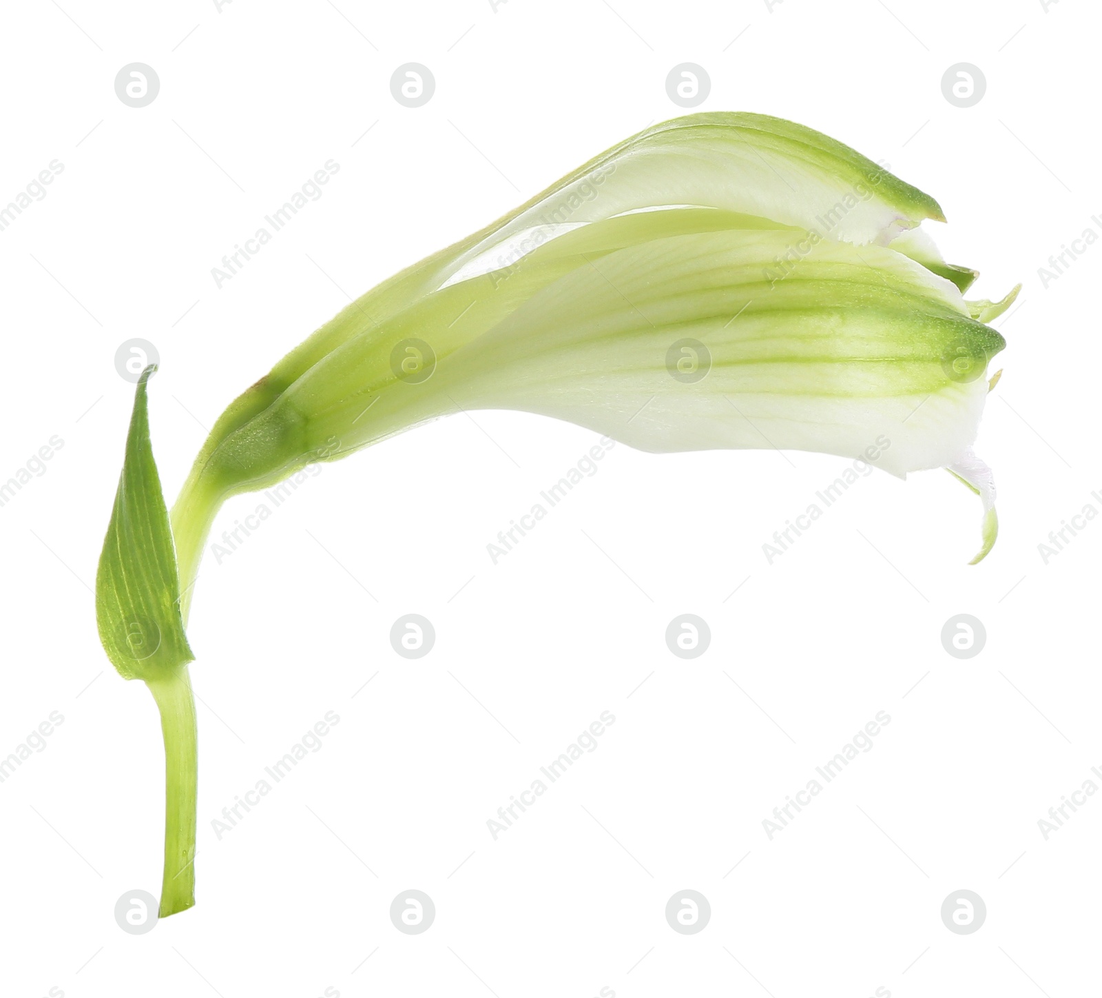 Photo of Bloom of alstroemeria flower isolated on white