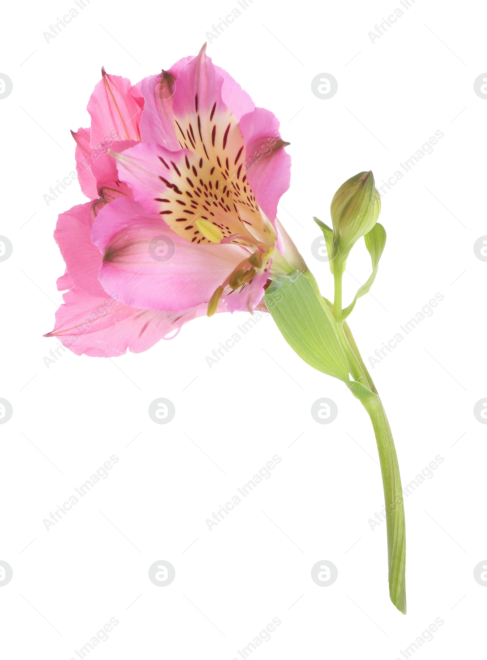 Photo of Beautiful pink alstroemeria flower isolated on white