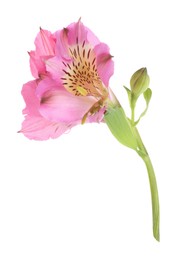 Photo of Beautiful pink alstroemeria flower isolated on white