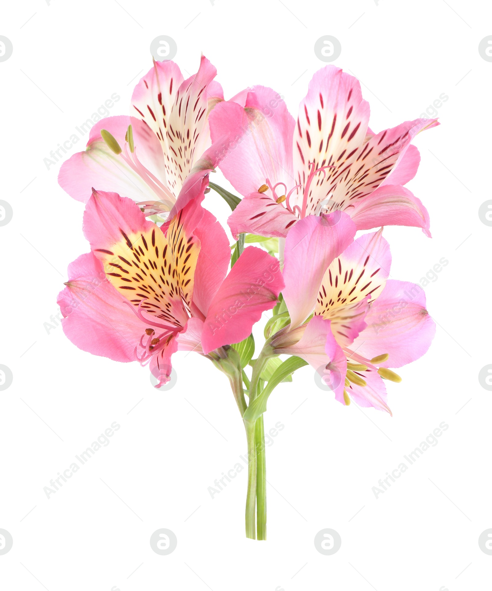 Photo of Beautiful pink alstroemeria flowers isolated on white