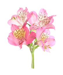 Photo of Beautiful pink alstroemeria flowers isolated on white