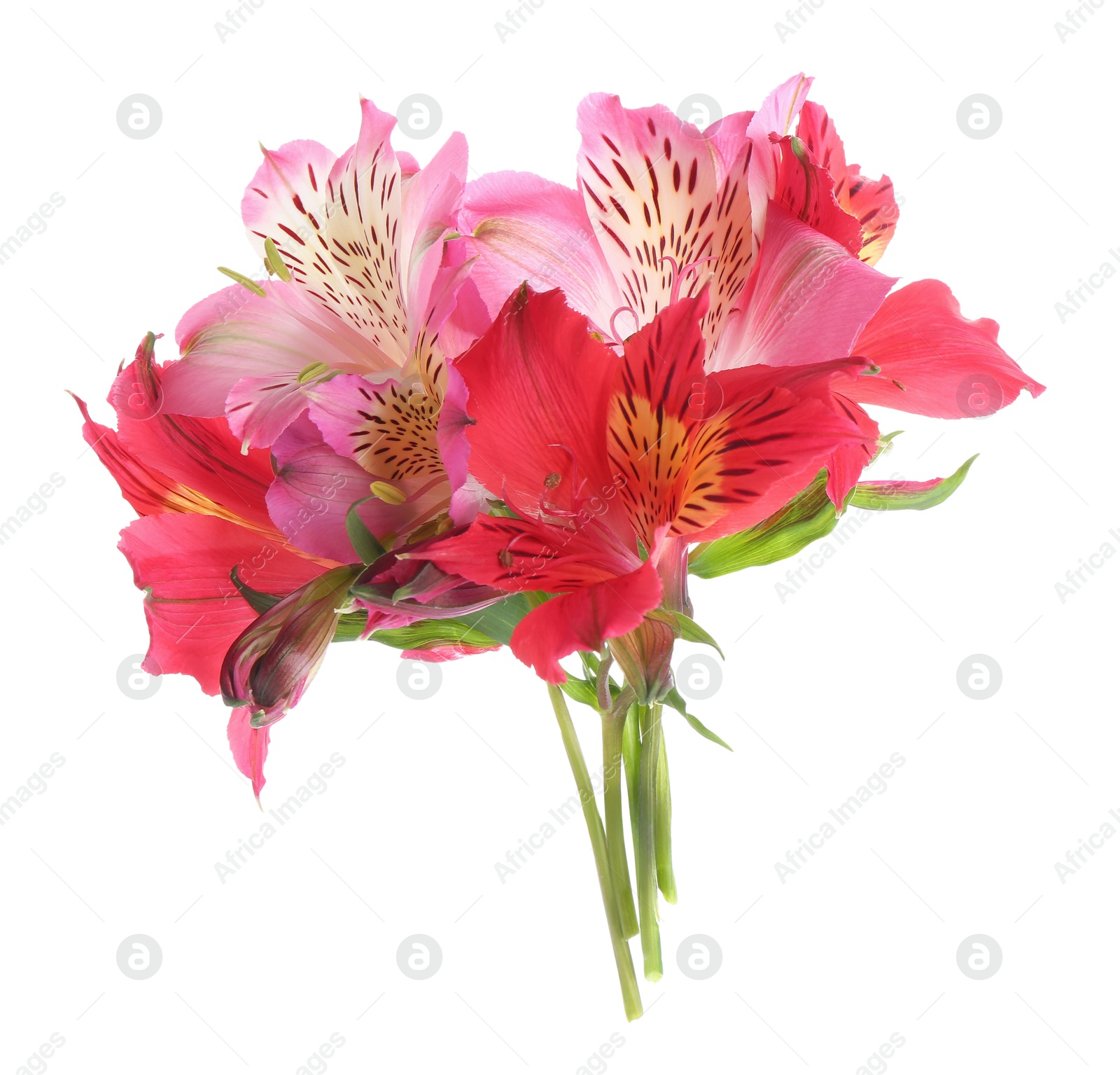 Photo of Beautiful pink alstroemeria flowers isolated on white