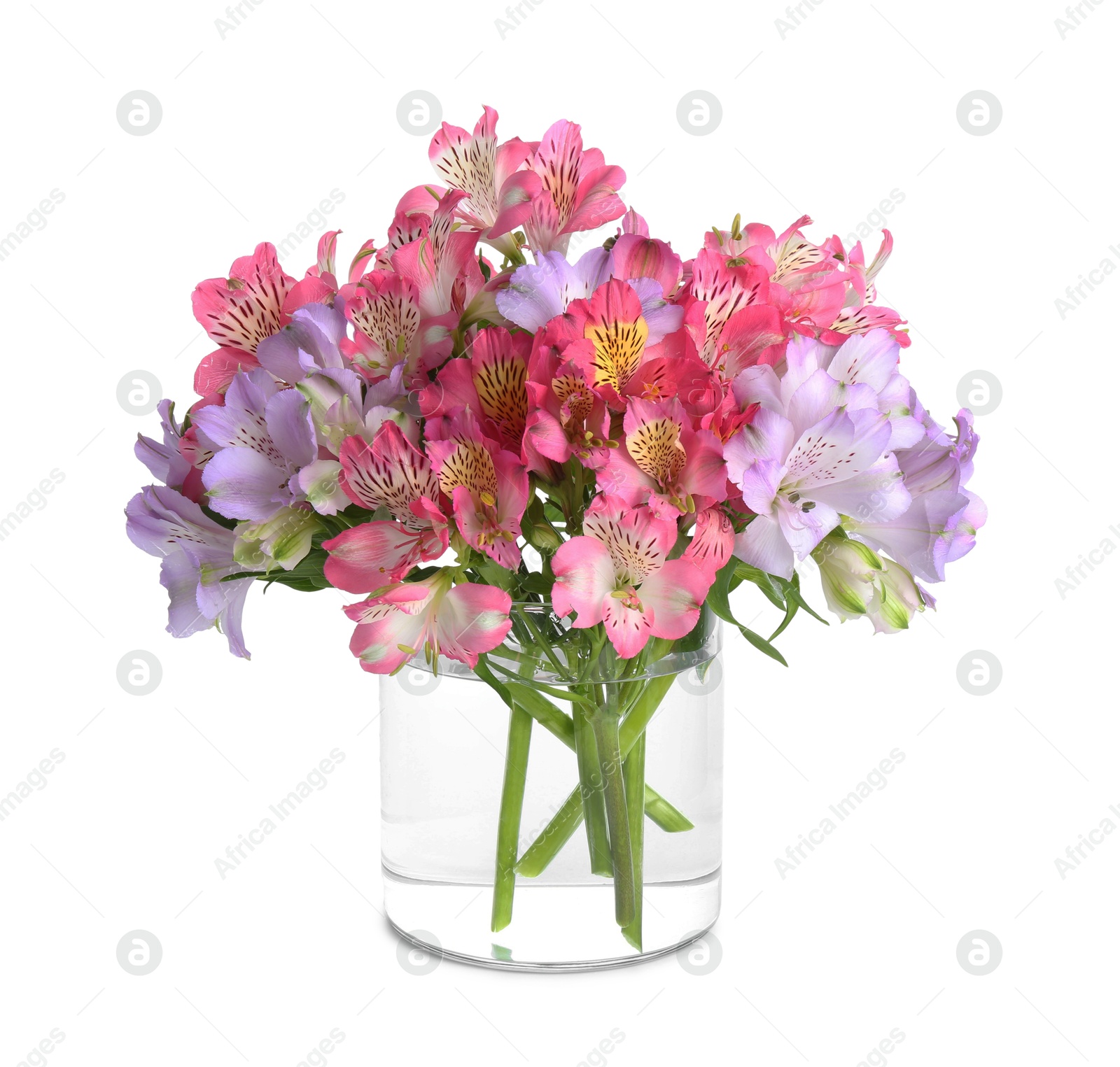 Photo of Beautiful alstroemeria flowers in glass vase isolated on white