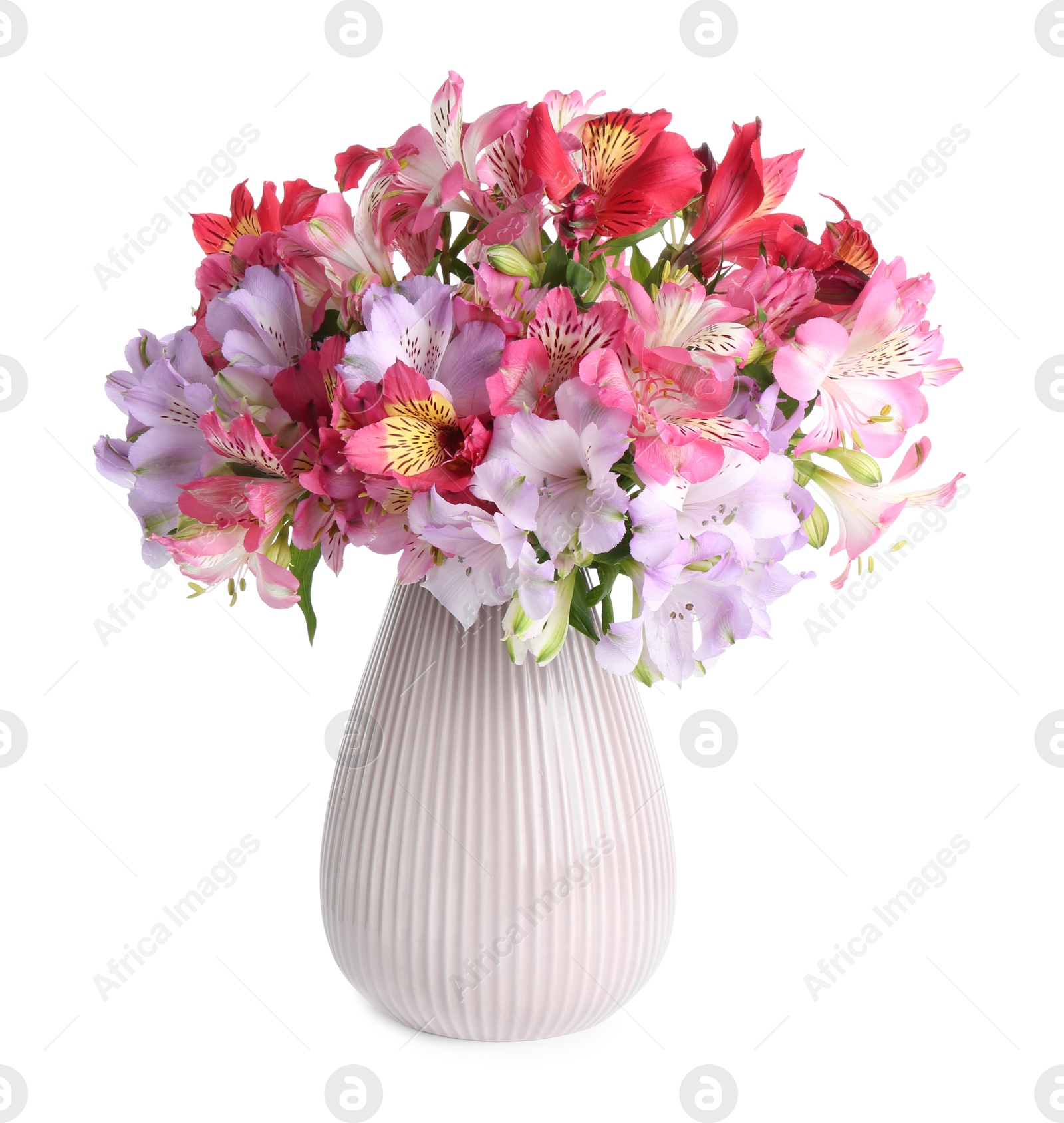 Photo of Beautiful alstroemeria flowers in vase isolated on white