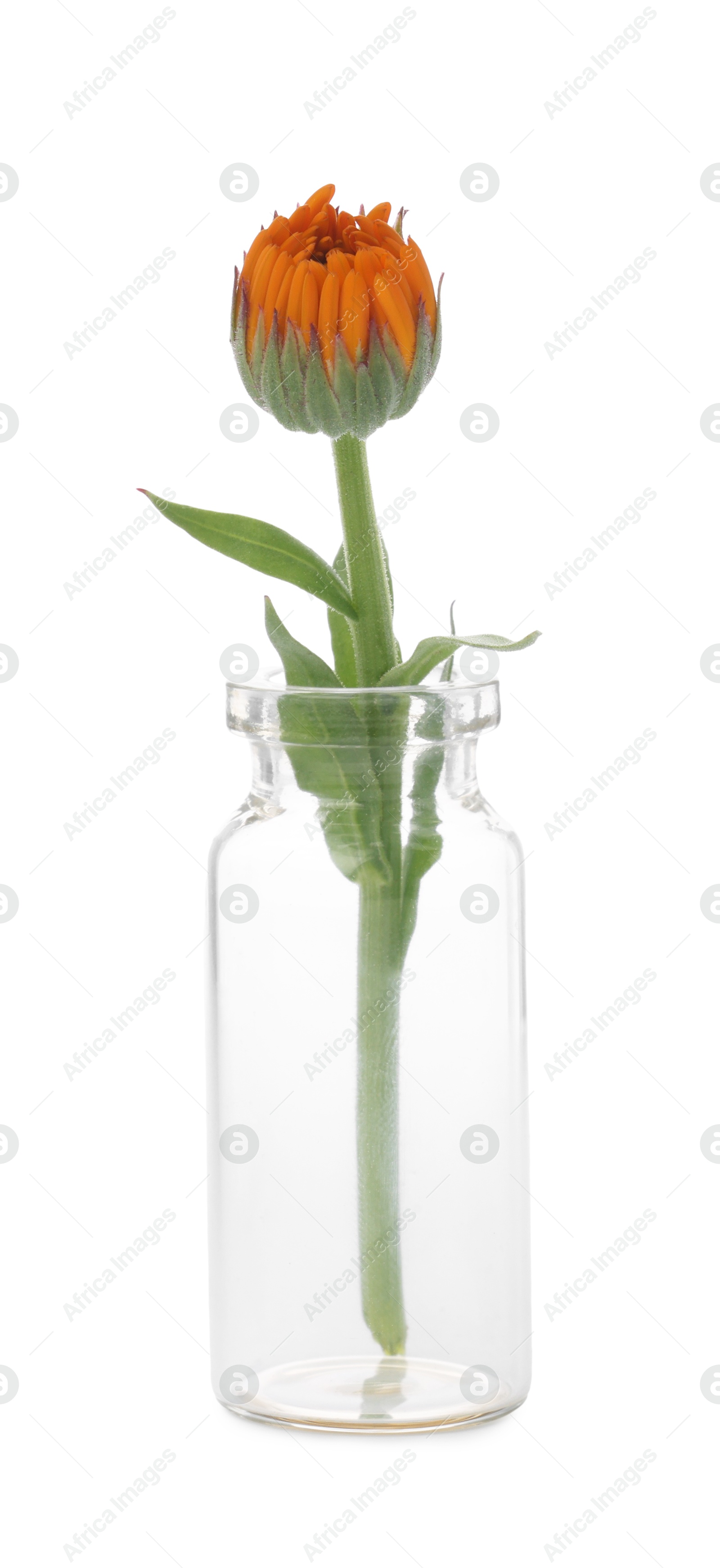 Photo of Beautiful calendula flower in glass bottle isolated on white