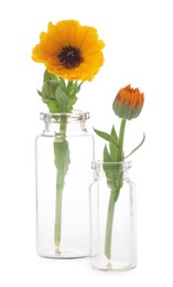 Photo of Beautiful calendula flowers in glass bottles isolated on white