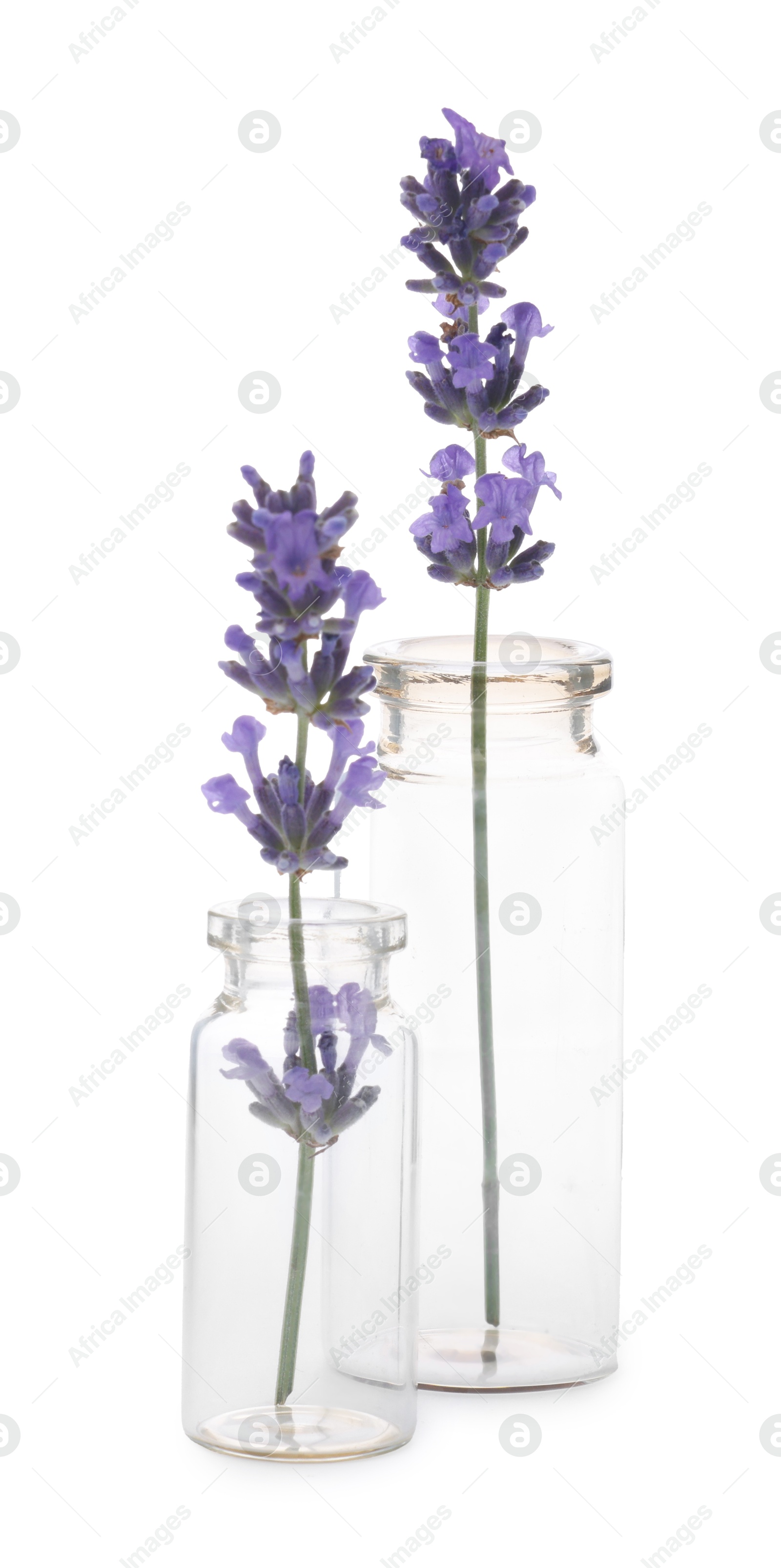 Photo of Beautiful lavender flowers in glass bottles isolated on white