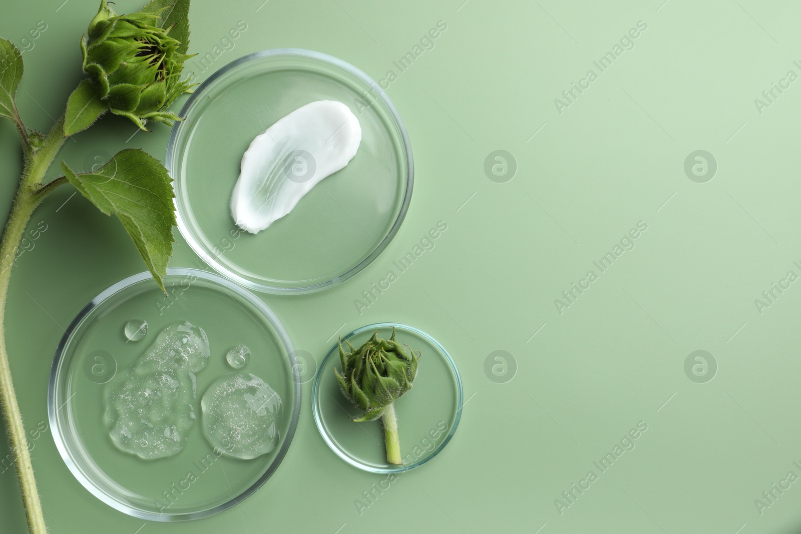 Photo of Petri dishes with cosmetic products and sunflowers on green background, flat lay. Space for text