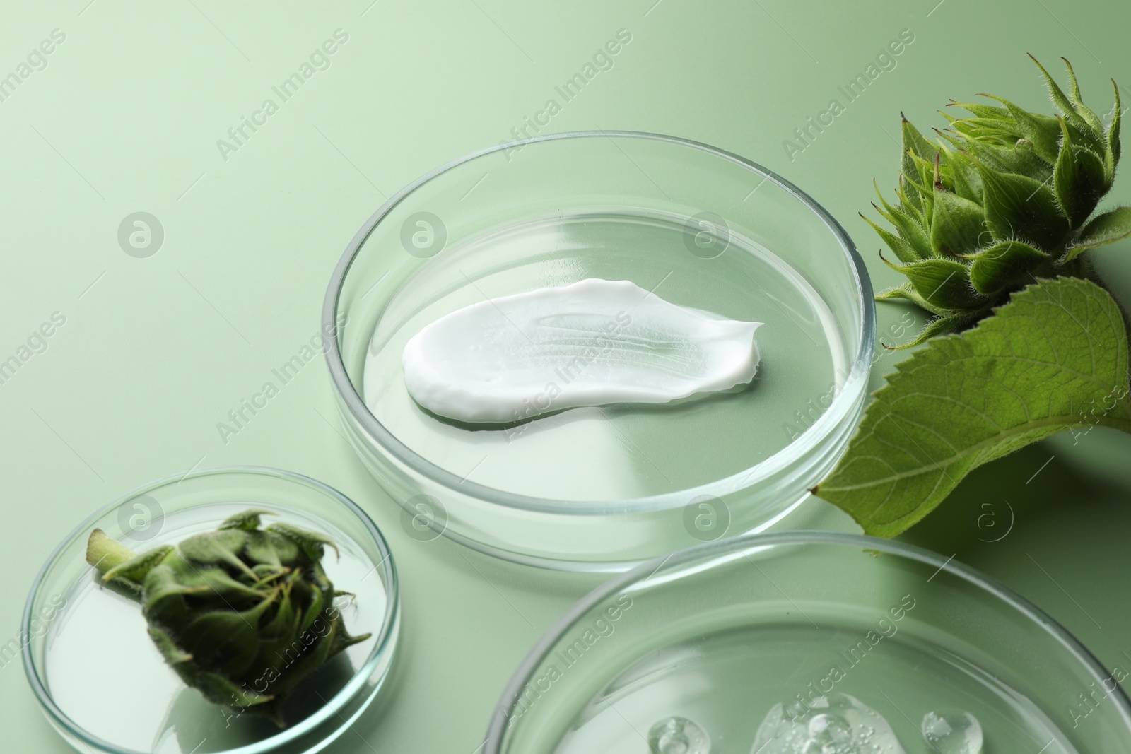 Photo of Petri dishes with cosmetic products and sunflowers on green background, closeup