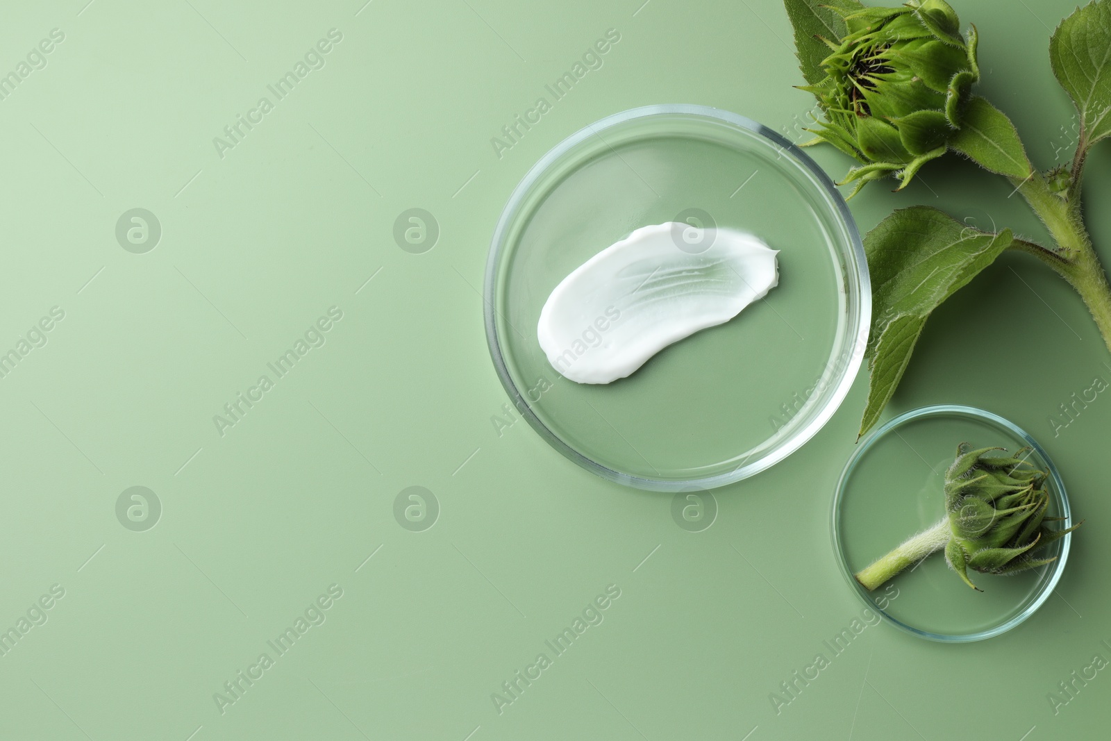 Photo of Petri dishes with cosmetic product and sunflowers on green background, flat lay. Space for text