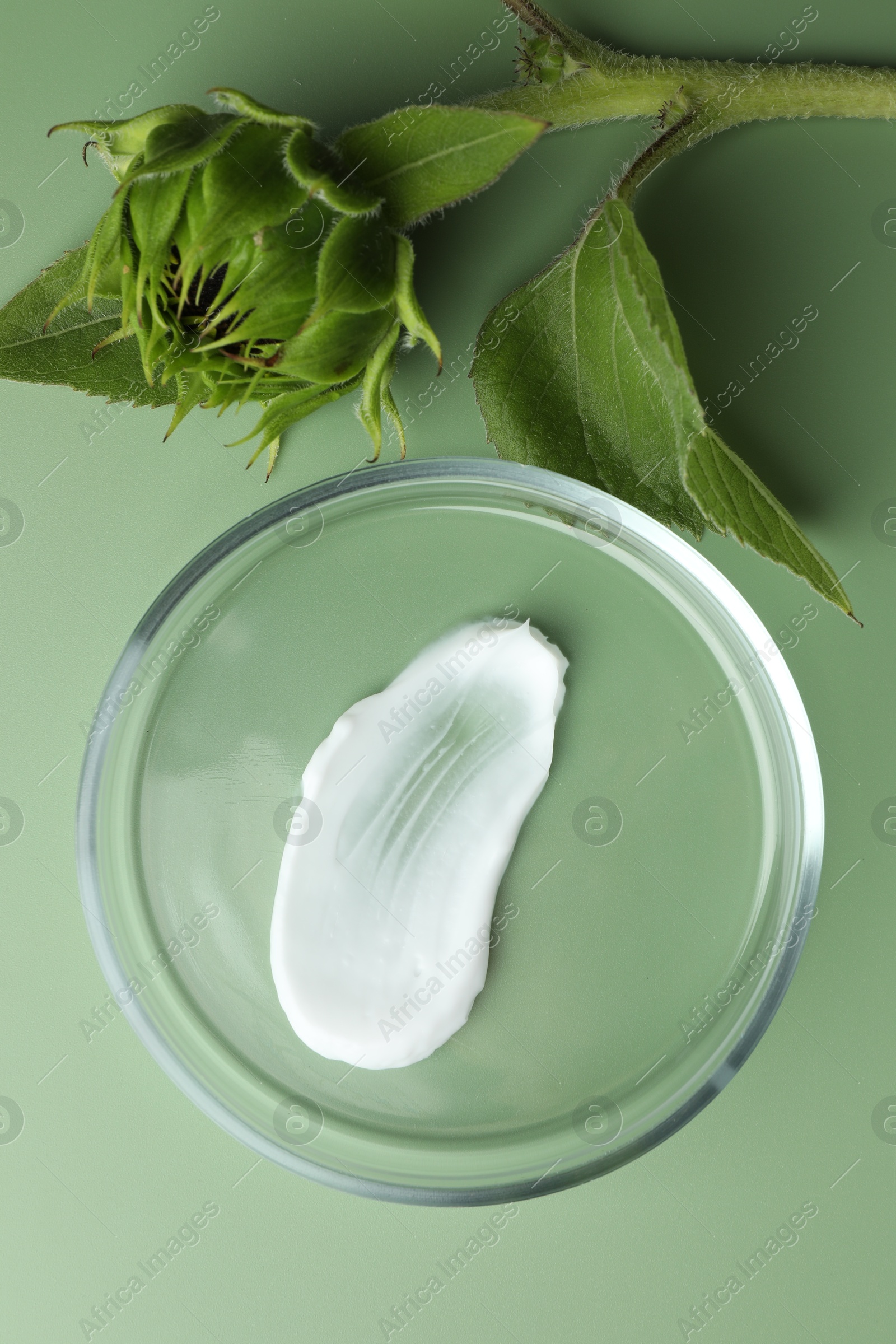 Photo of Petri dish with cosmetic product and sunflower on green background, flat lay