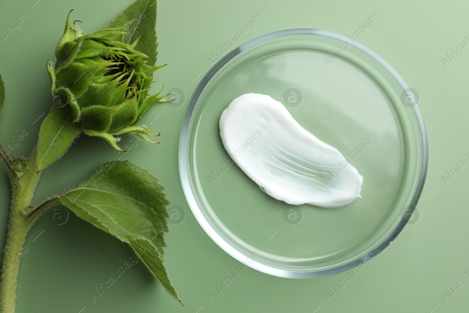 Photo of Petri dish with cosmetic product and sunflower on green background, flat lay