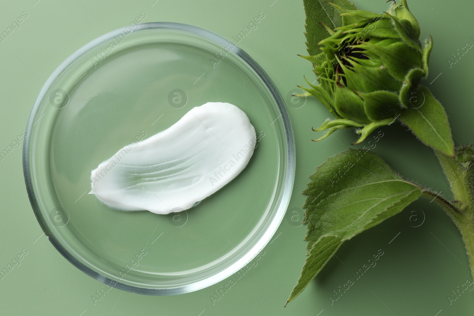 Photo of Petri dish with cosmetic product and sunflower on green background, flat lay