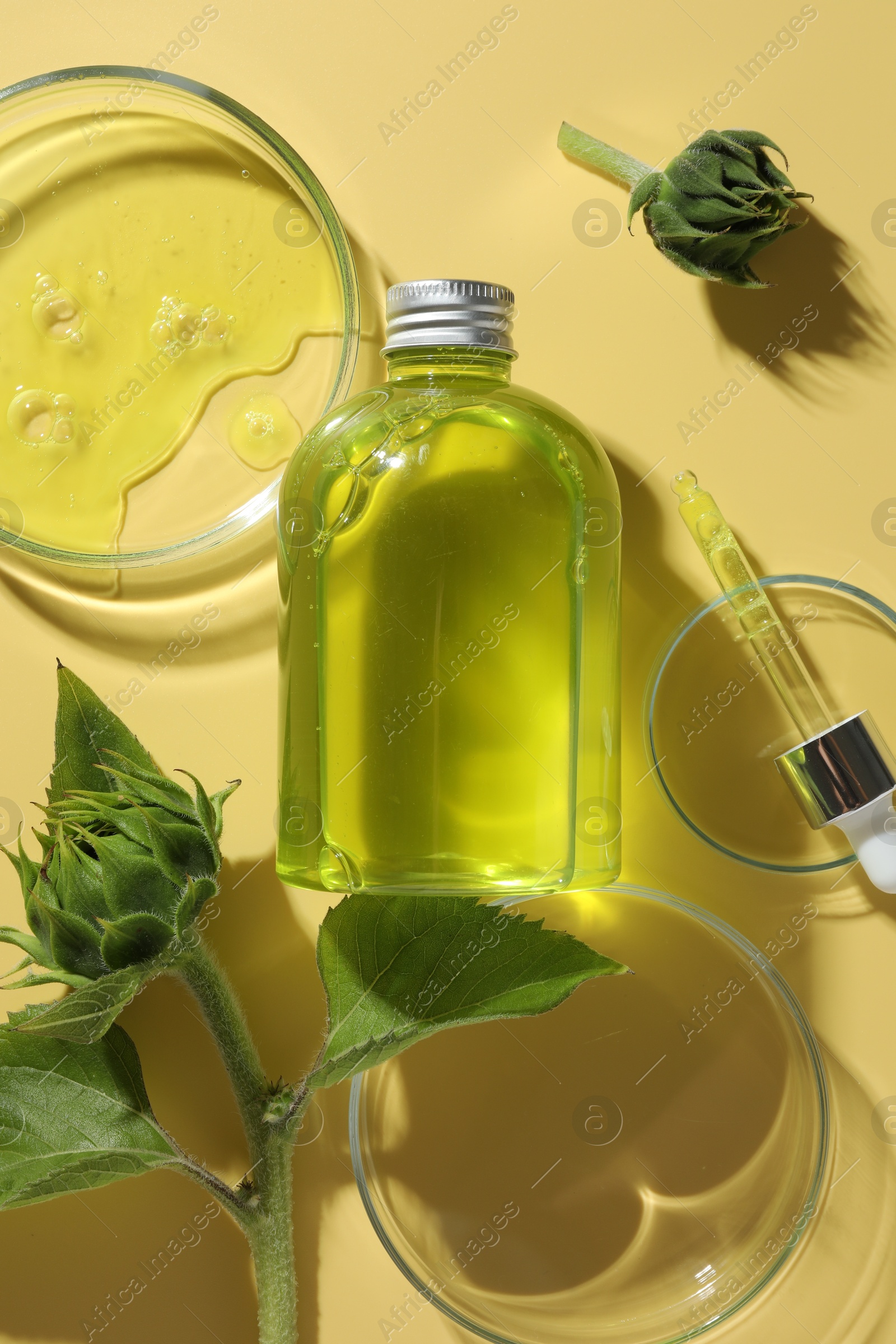 Photo of Petri dishes with cosmetic product, bottle, pipette and sunflowers on yellow background, flat lay