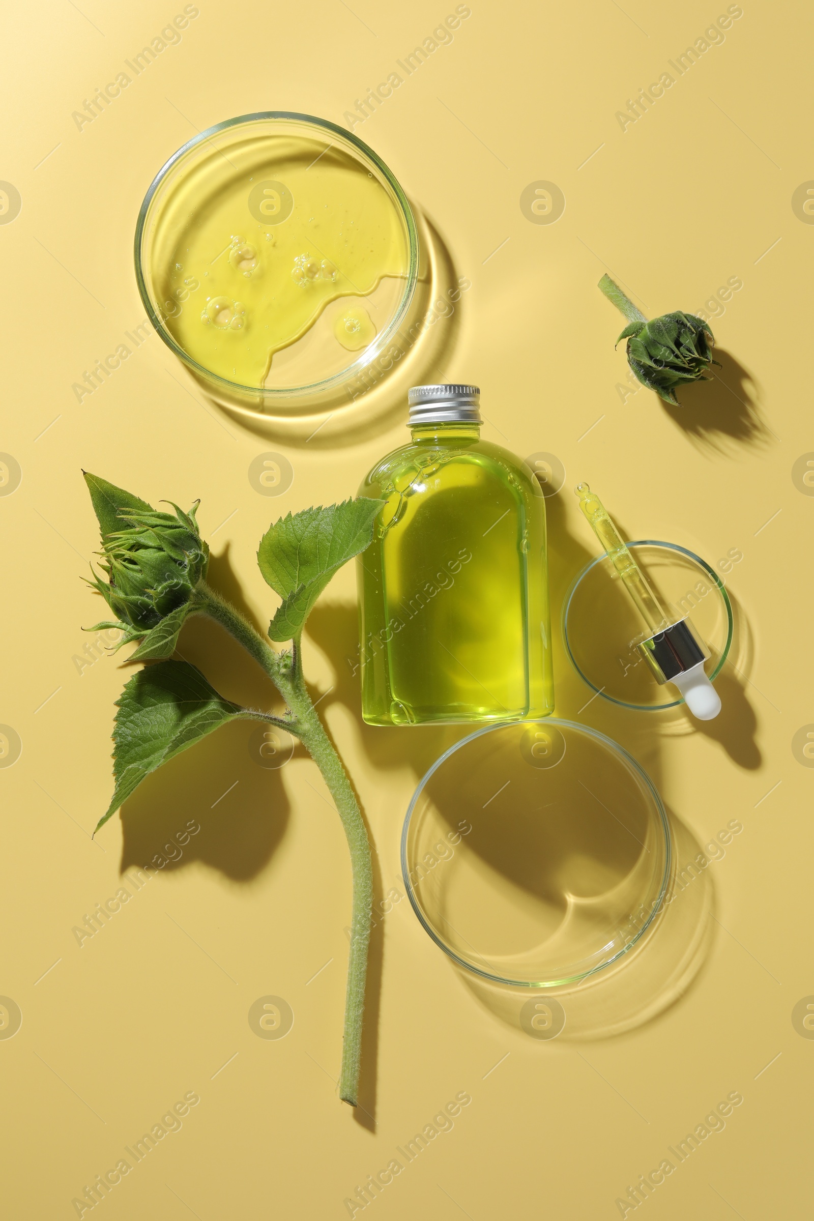 Photo of Petri dishes with cosmetic product, bottle, pipette and sunflowers on yellow background, flat lay