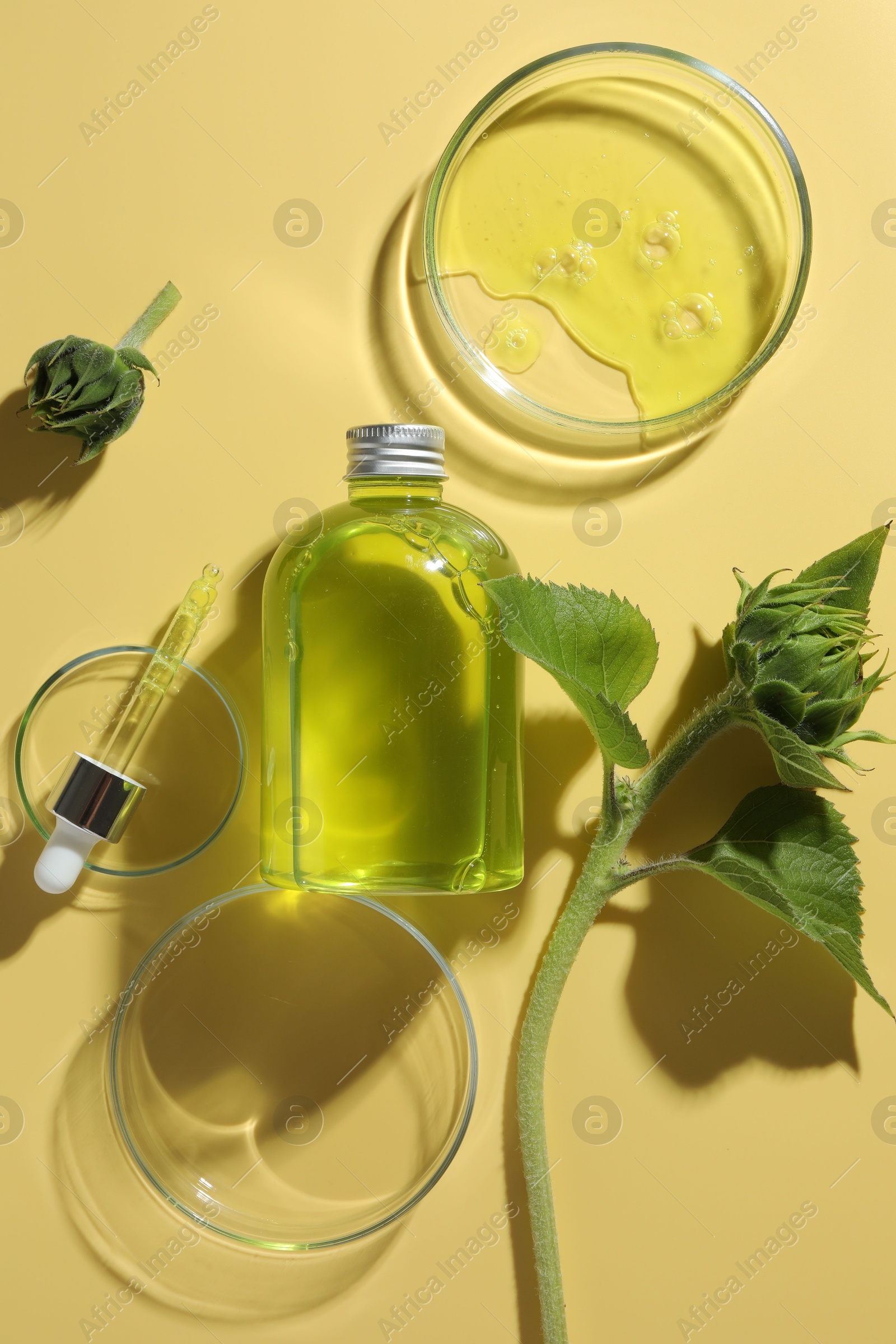 Photo of Petri dishes with cosmetic product, bottle, pipette and sunflowers on yellow background, flat lay