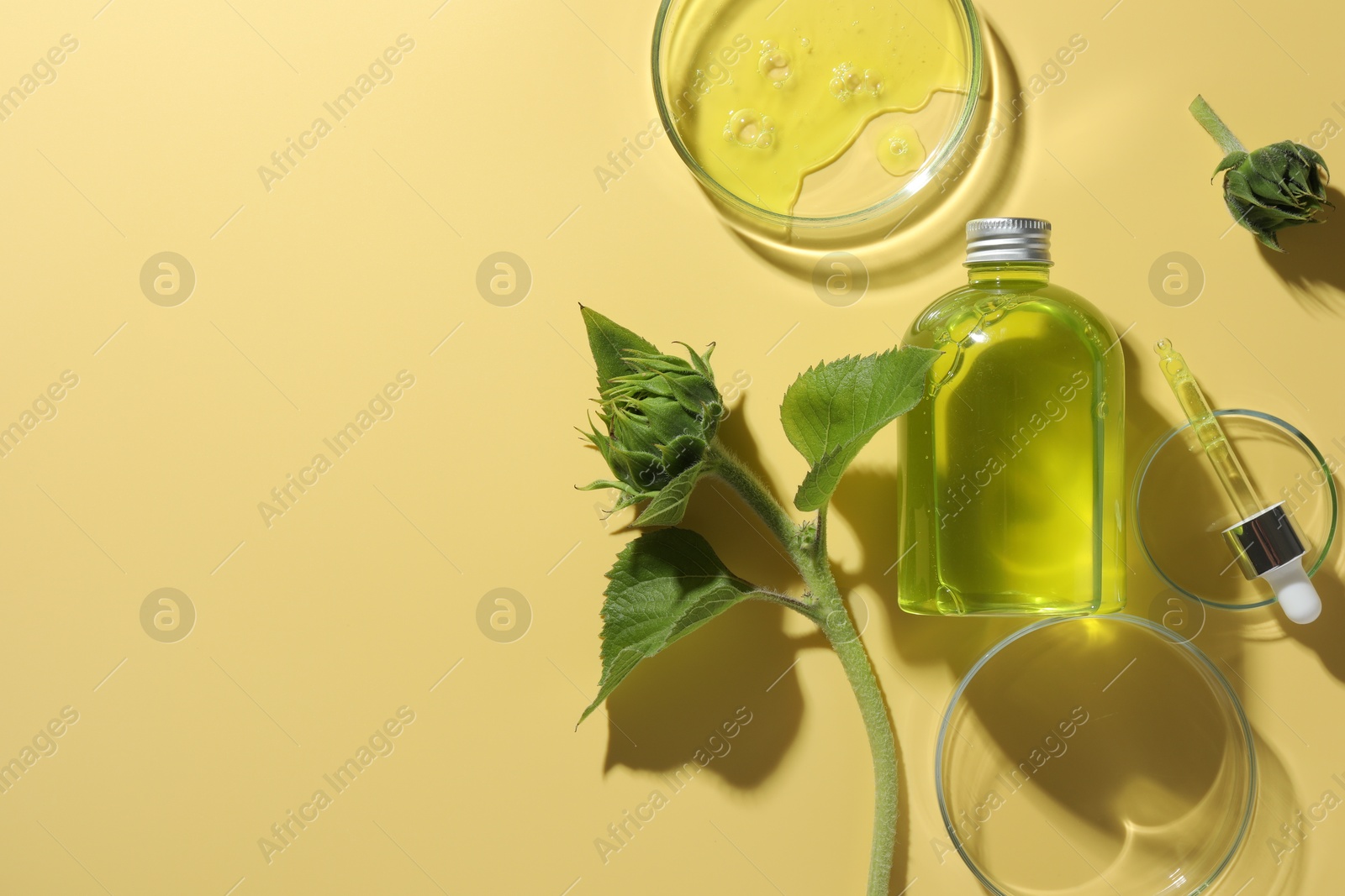 Photo of Petri dishes with cosmetic product, bottle, pipette and sunflowers on yellow background, flat lay. Space for text