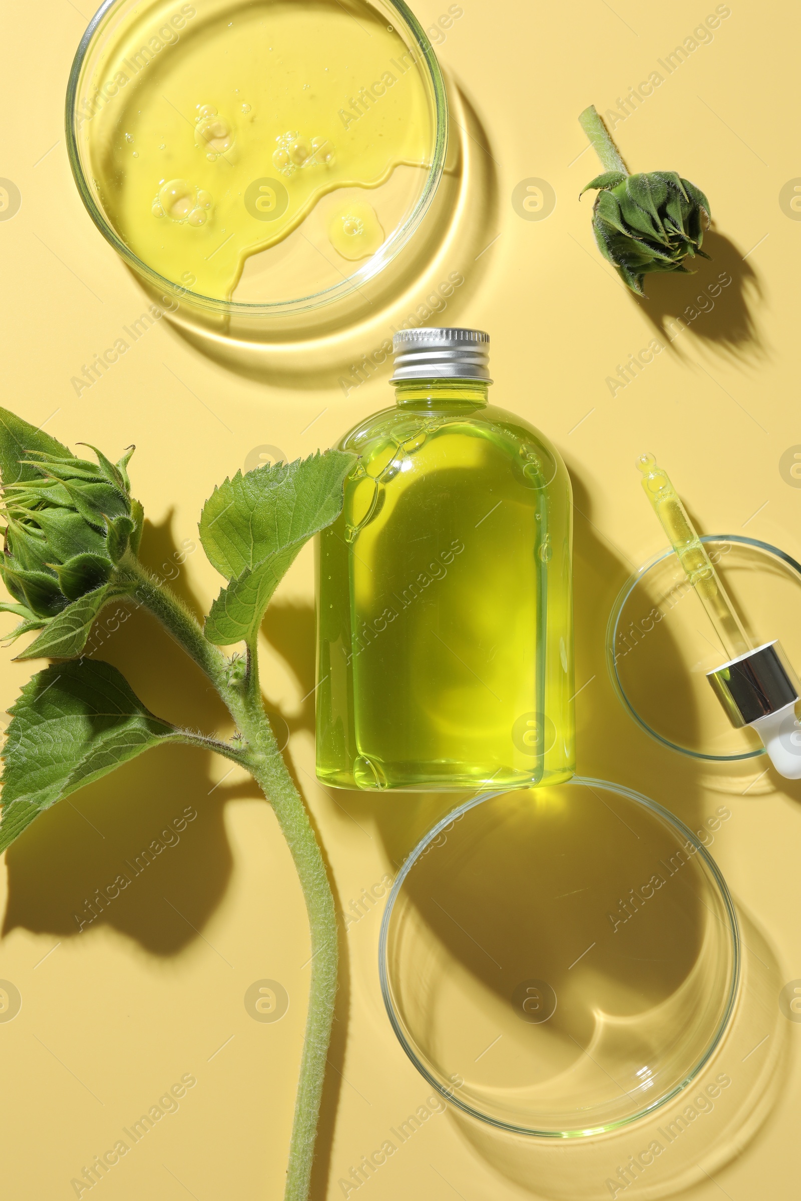 Photo of Petri dishes with cosmetic product, bottle, pipette and sunflowers on yellow background, flat lay