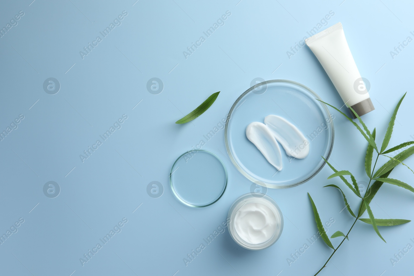 Photo of Petri dishes with cosmetic product and leaves on light blue background, flat lay. Space for text